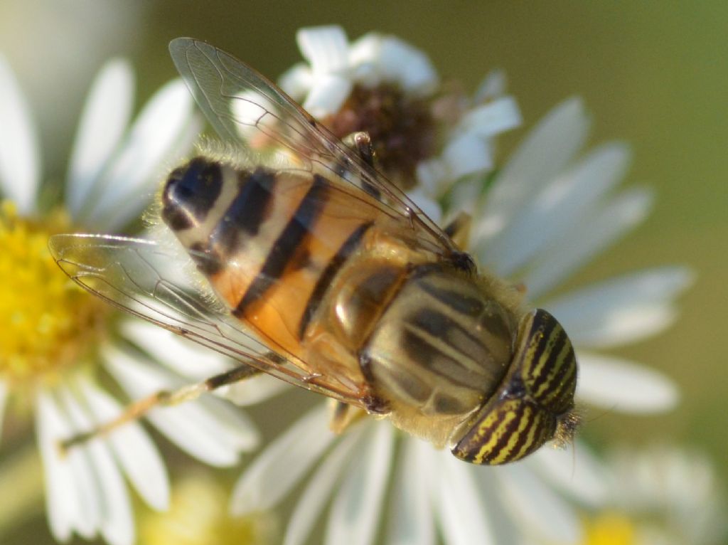 Eristalinus taeniops